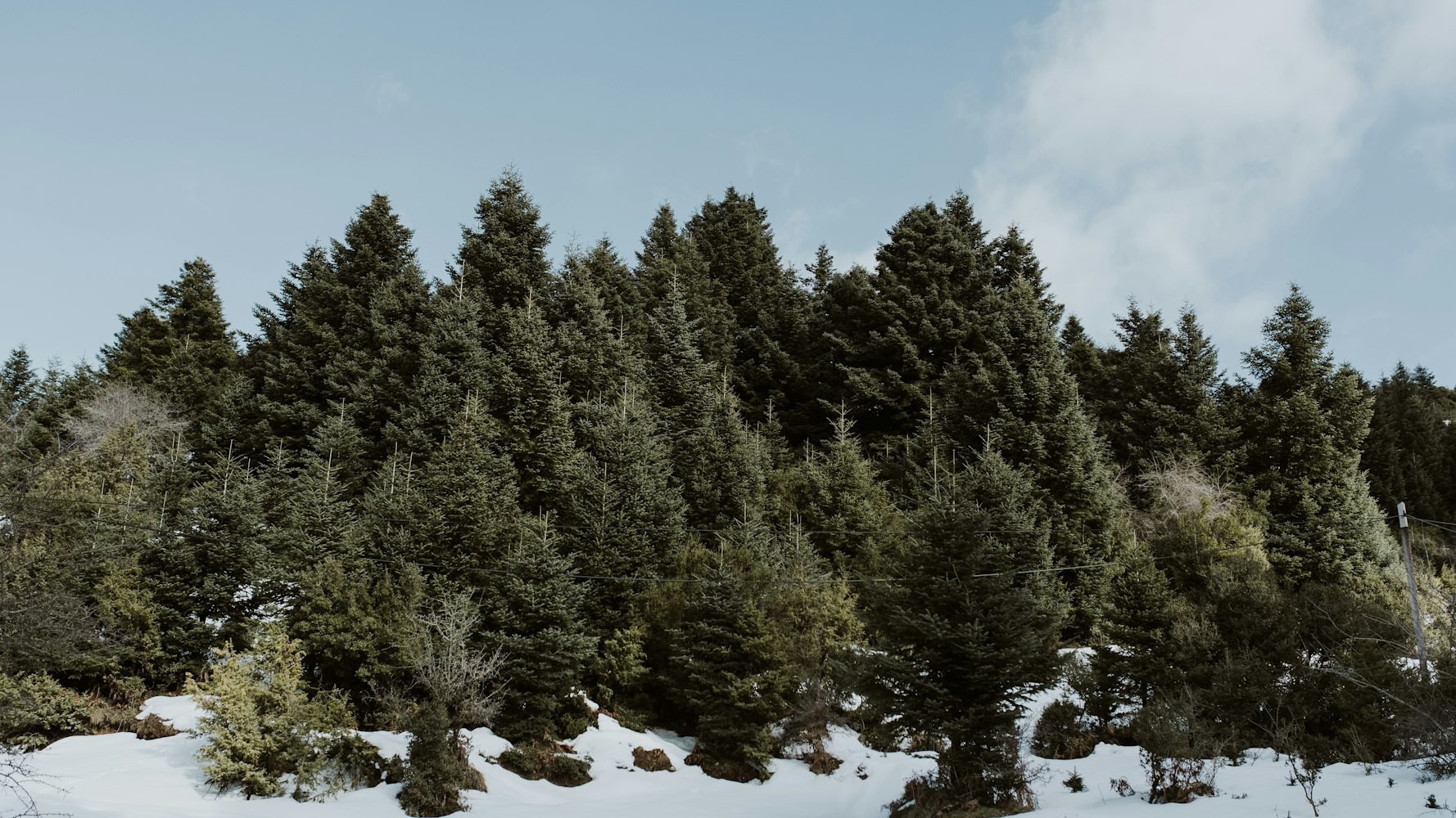大连森林动物园/大连森林动物园游玩攻略