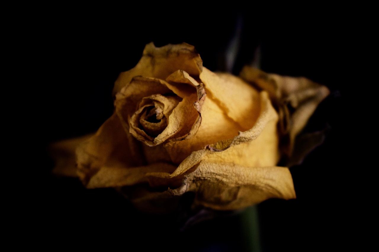 人多久轮回转世一次/人类多久轮回一次