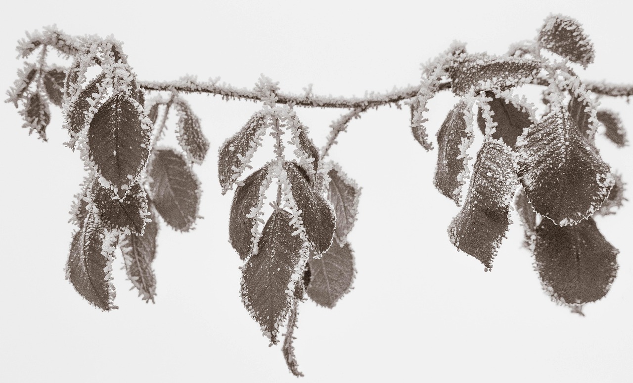 饕餮耄耋怎么读.饕餮耄耋怎么读音？