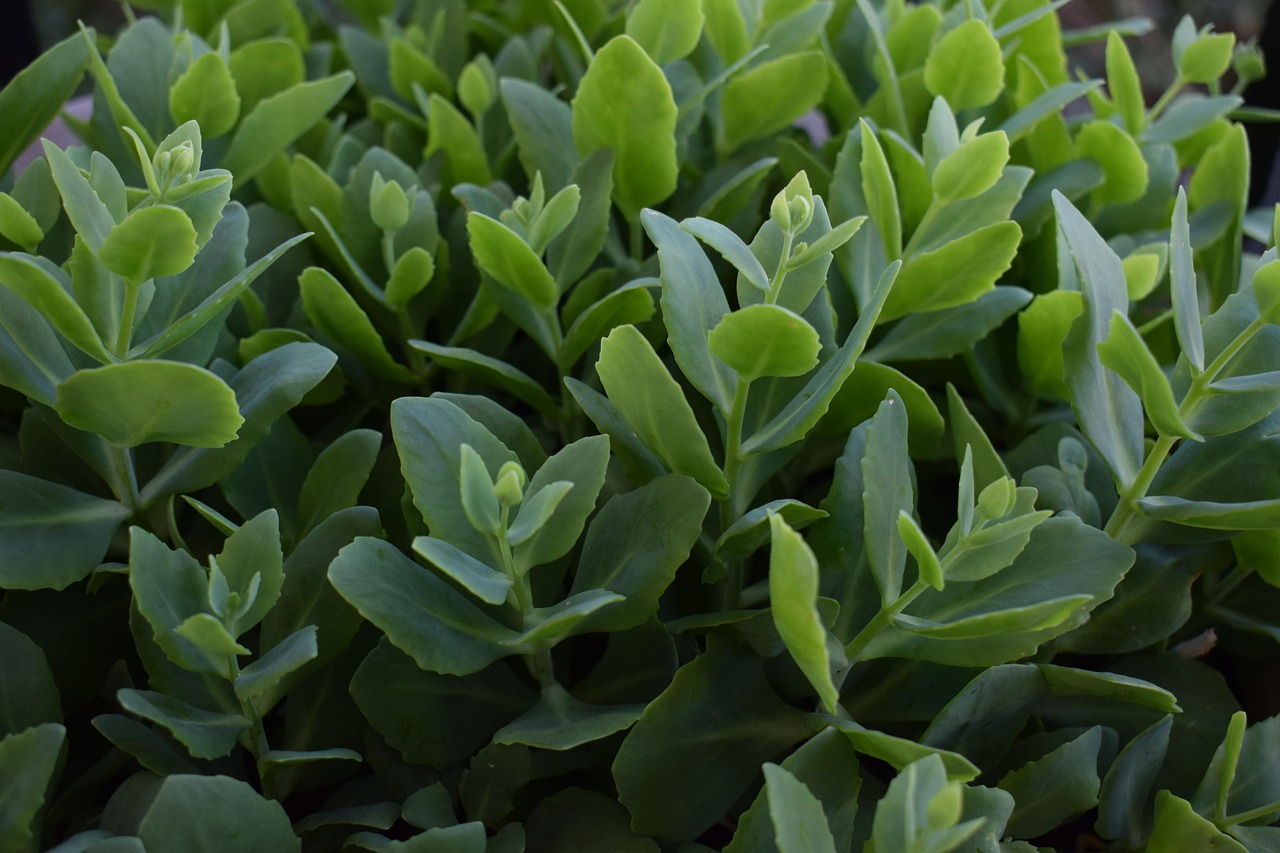 多肉植物排名(多肉植物排名第一)