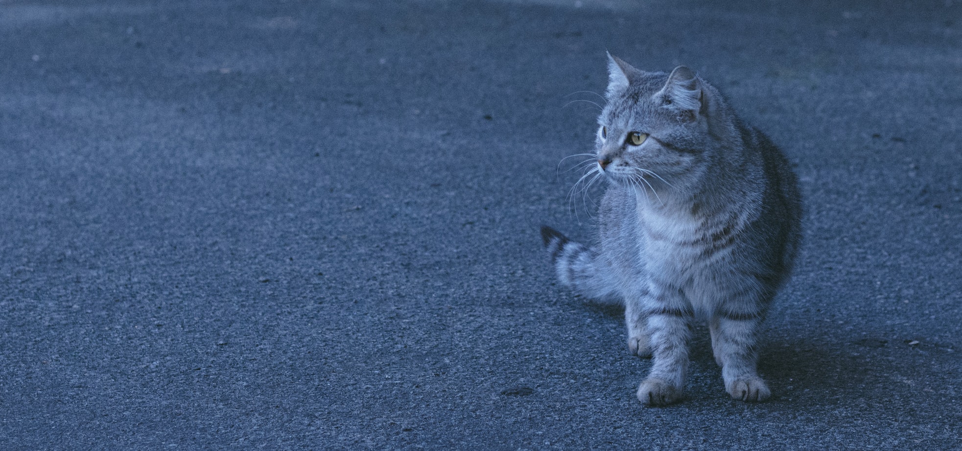 【乌克兰巨猫长什么样子,乌克兰巨猫的死亡的图片】
