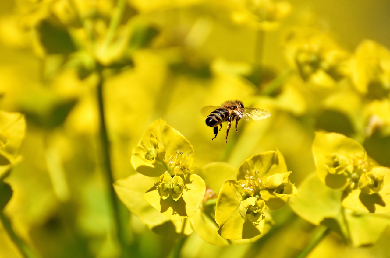 桃花源记为什么黄暴/桃花源记为什么好