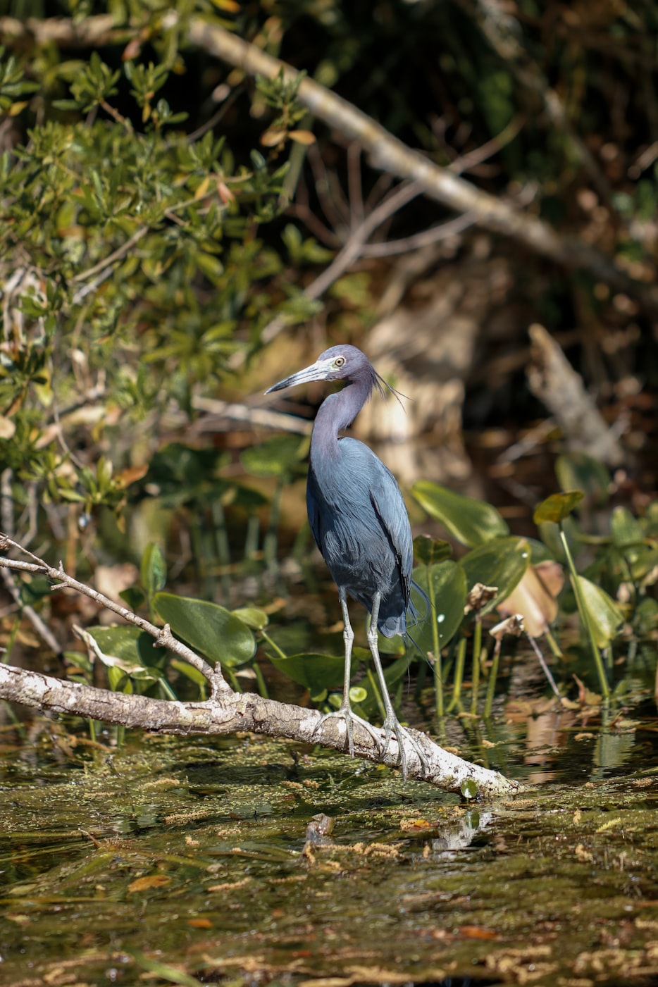 世界前十水怪发现之谜/世界上前十水怪图片最吓人的 世界前十水怪发现之谜/世界上前十水怪图片最吓人的
