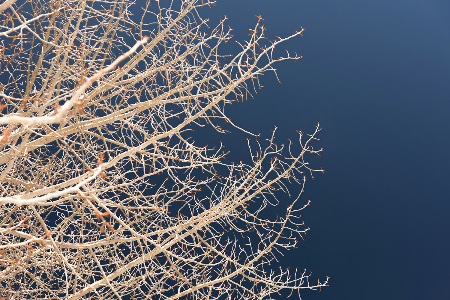 莫斯科天气预报.莫斯科天气预报15天查询结果？