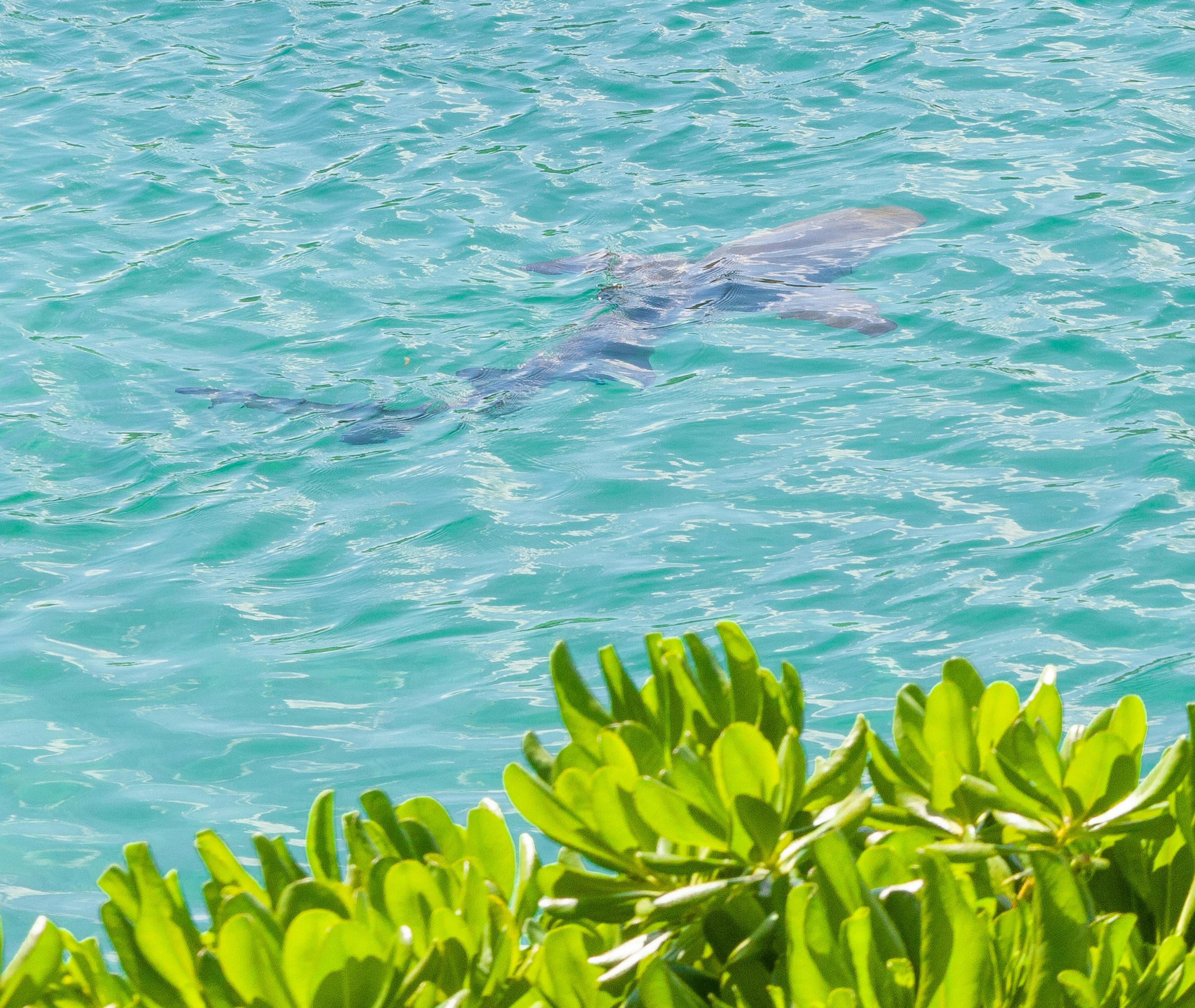 中国前十鲨鱼/中国鲨鱼大全