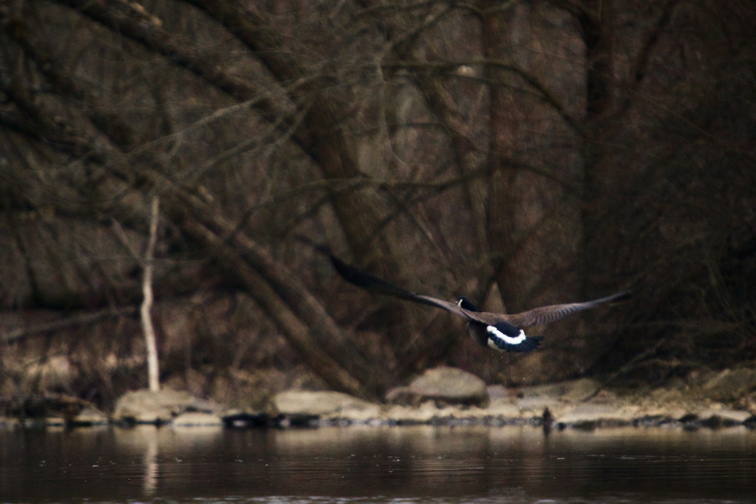 关于辽宁网友拍到少见“雷打雪	”现象的信息
