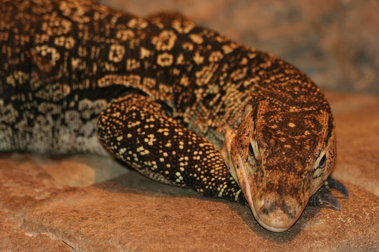 上海动物园门票多少钱.海洋馆门票699元双人票？