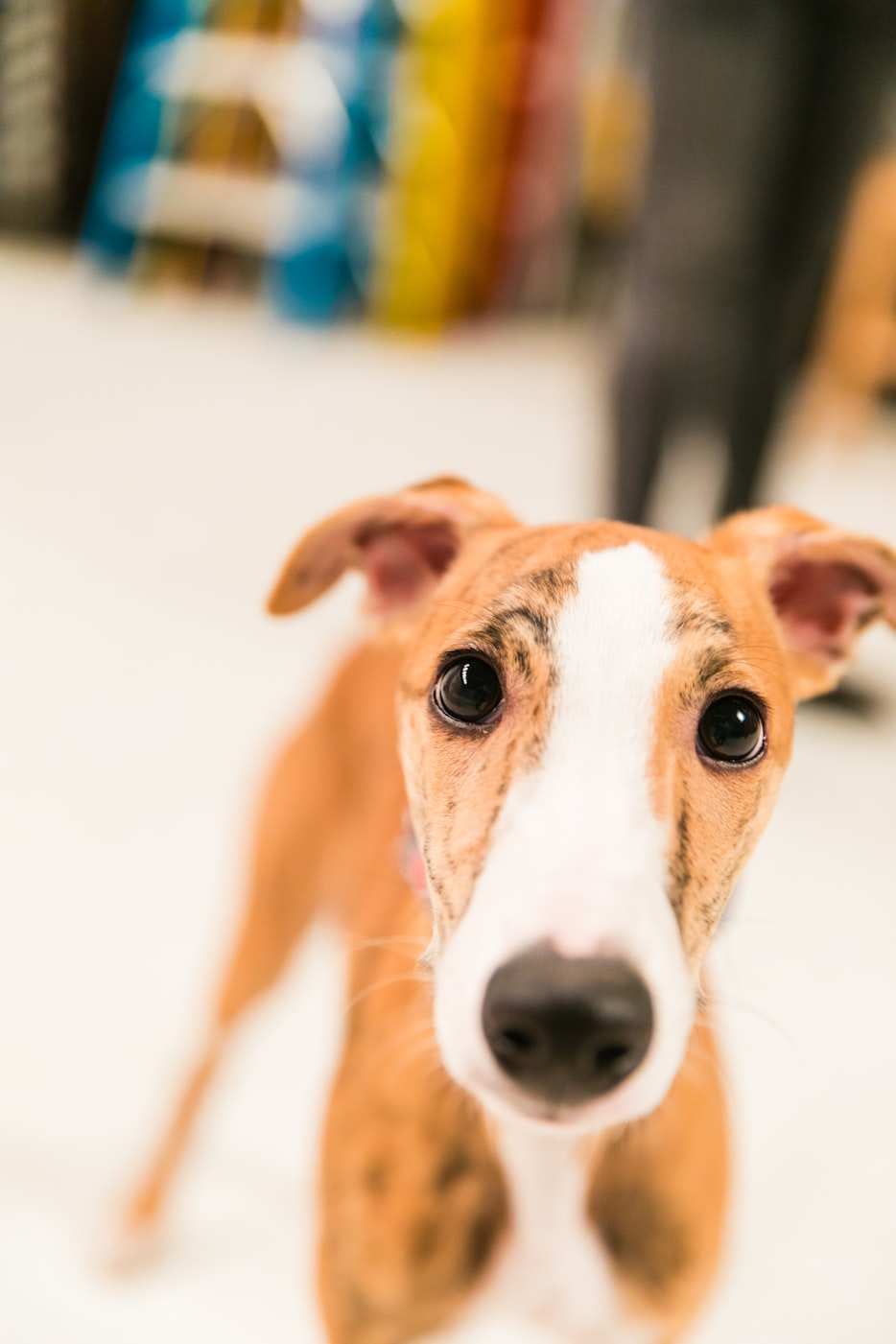 【什么是微笑狗事件,微笑狗事件到底是什么情况】