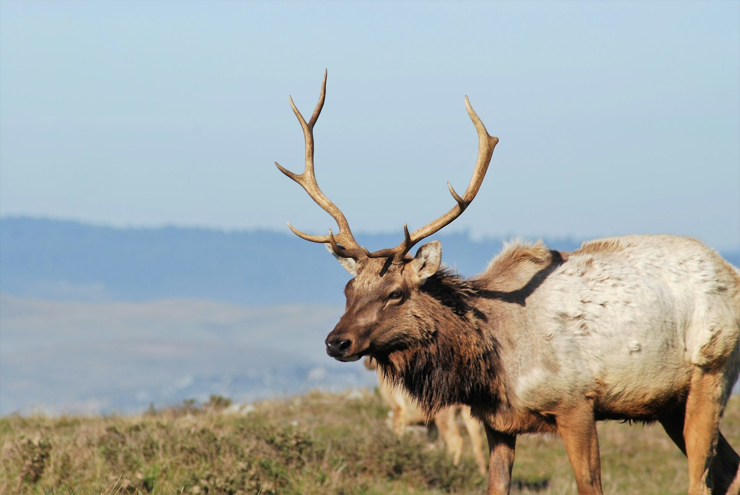 【指鹿为马典故的主人公,指鹿为马主人公是谁】