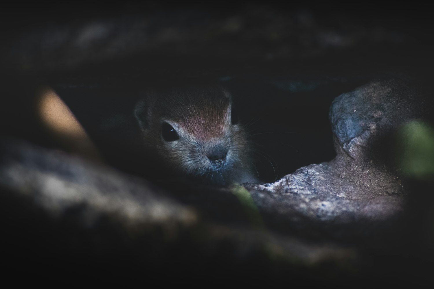 女子遭黄鼠狼/女子救了黄鼠狼,黄鼠狼半夜前来报恩,第二天夫妻俩惨死