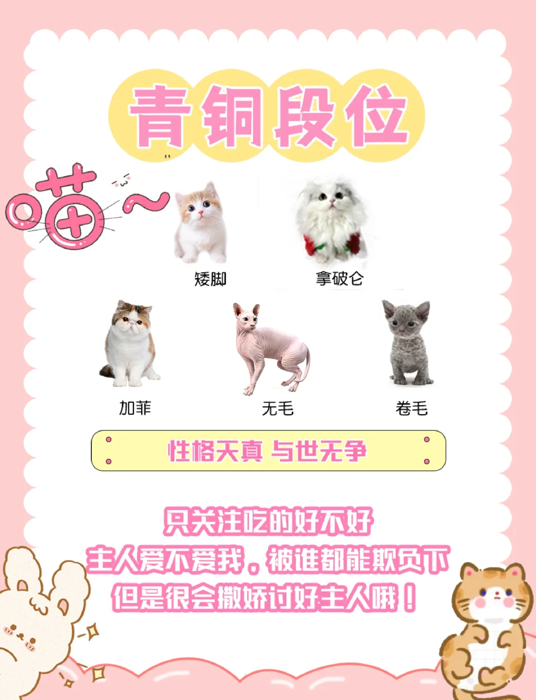 动物智力排名.动物智力排名榜全部？-第2张图片