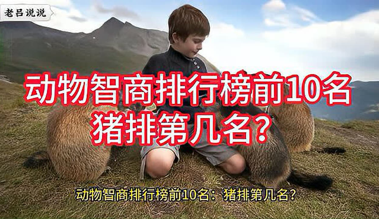 动物智力排名.动物智力排名榜全部？-第3张图片