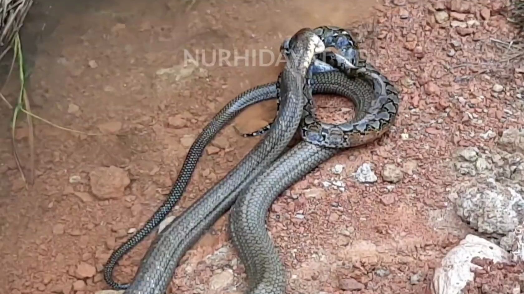 【东北大蛇事件,东北大蛇大蛇大蛇大蛇】-第2张图片