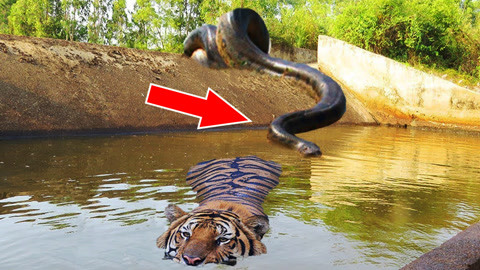 世界怪异事件(世界前十怪异事件真实故事)-第1张图片