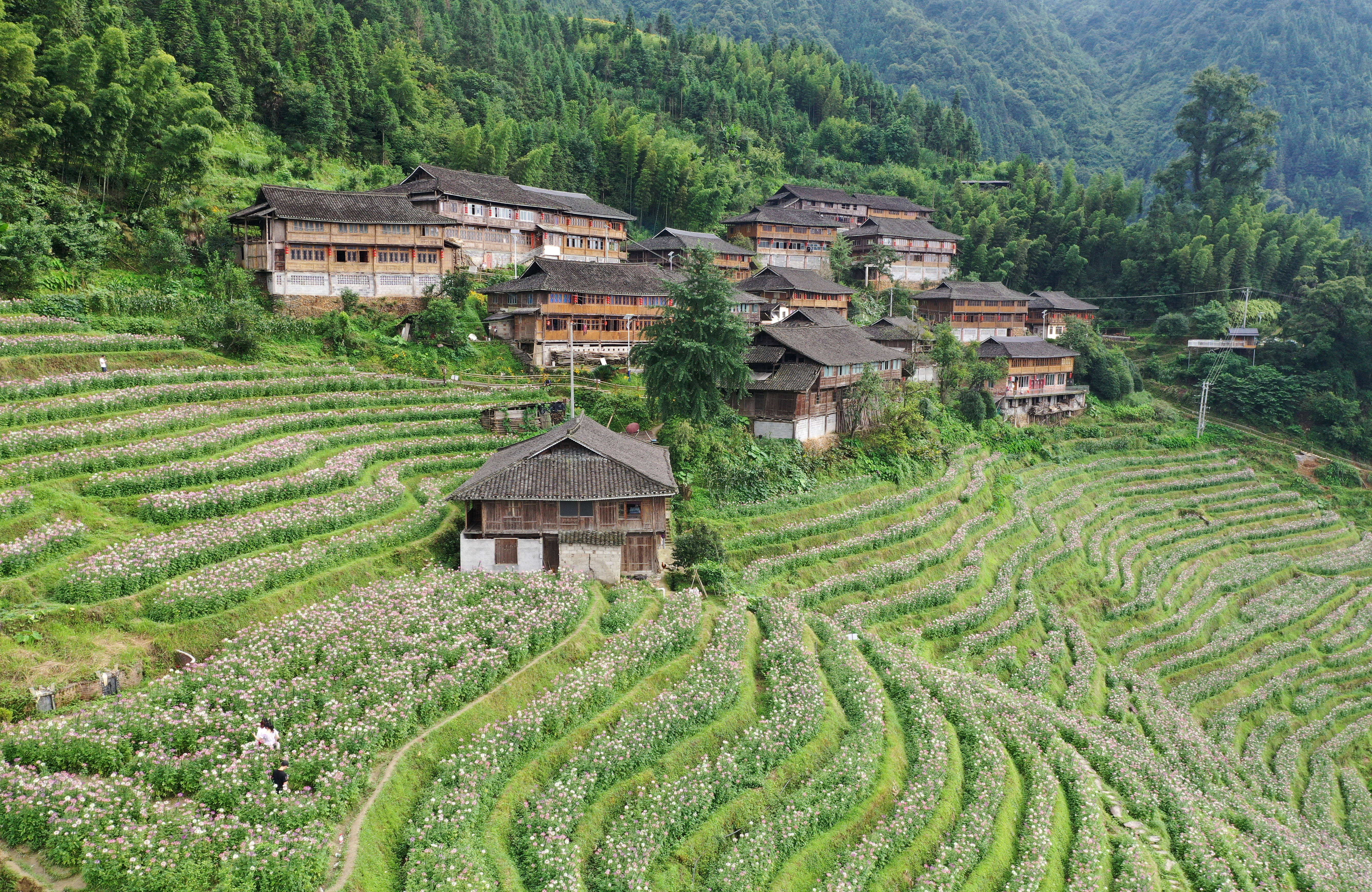 龙胜梯田/龙胜梯田图片高清-第2张图片