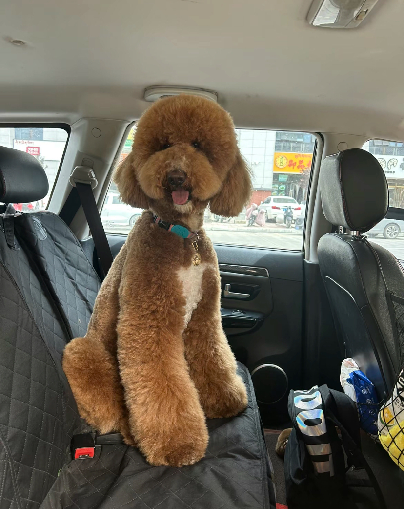 家养宠物狗排名(前十家养宠物犬推荐)-第1张图片