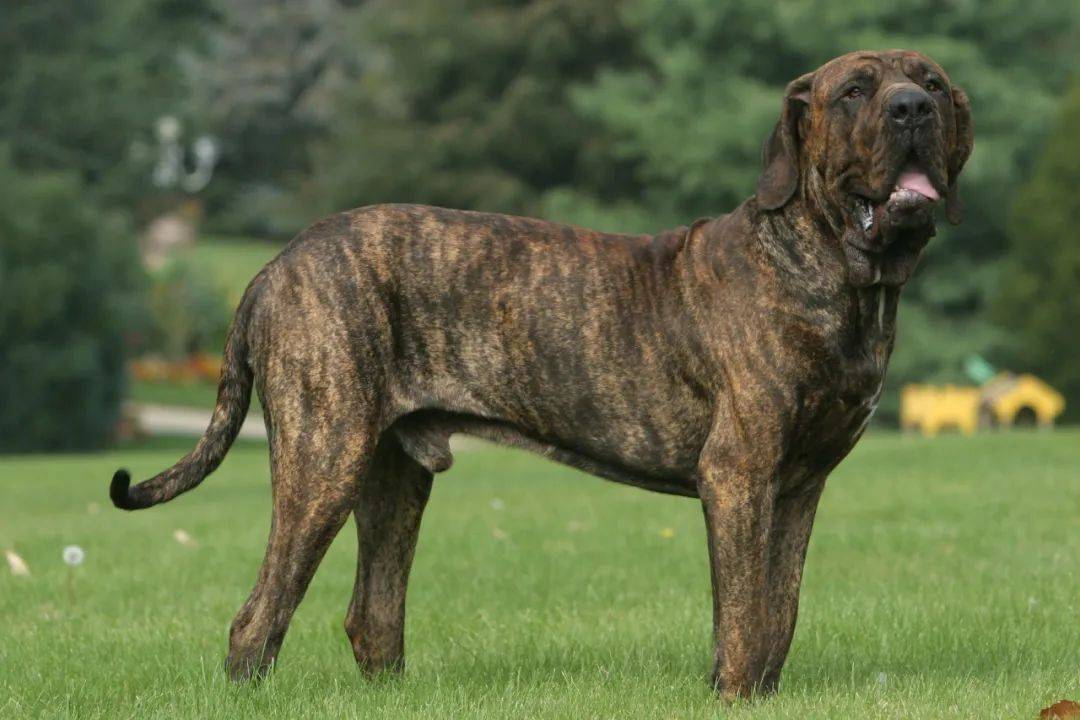 家养宠物狗排名(前十家养宠物犬推荐)-第2张图片