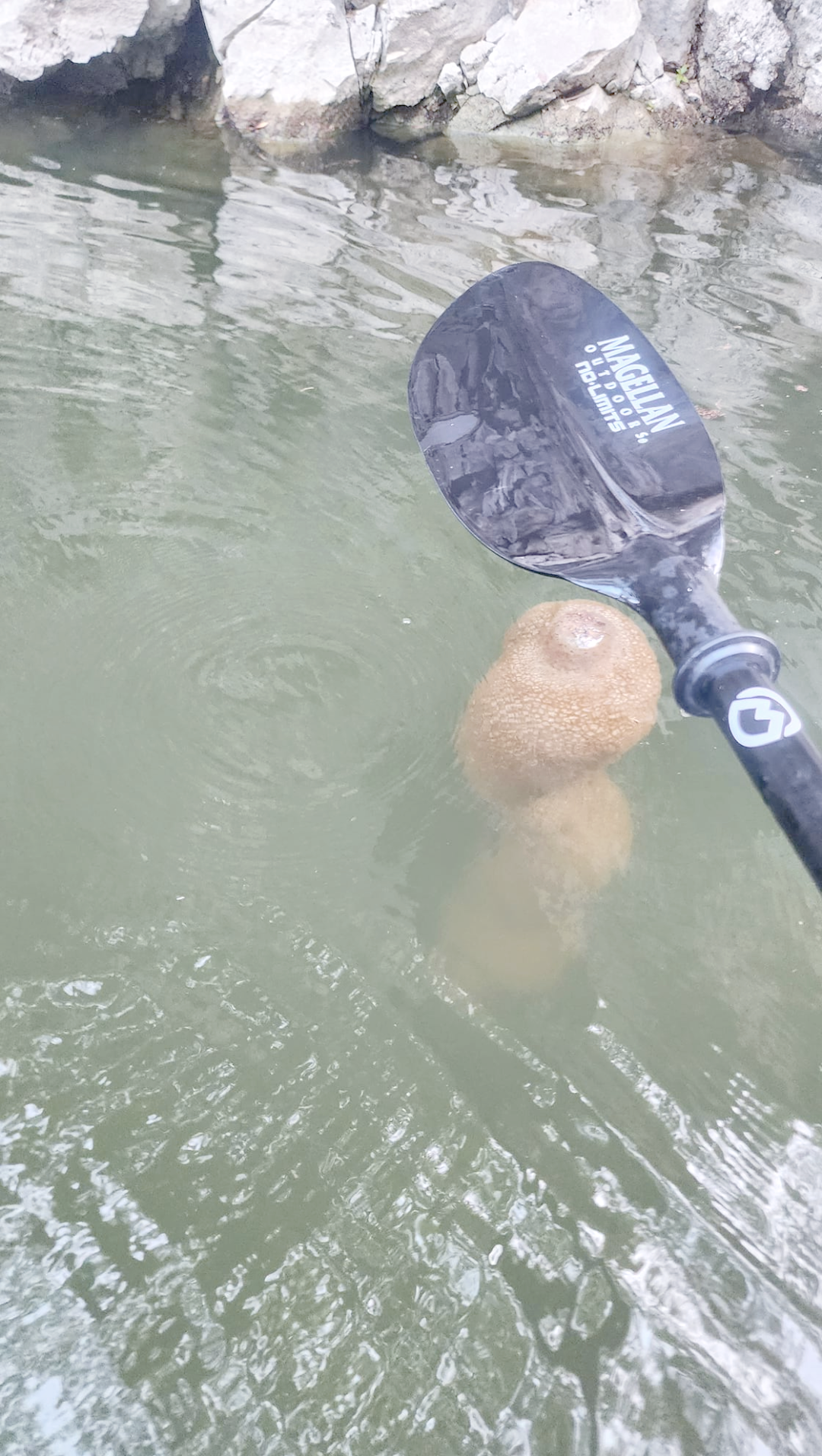 拍到的不明生物/无意间拍到的不明生物-第1张图片