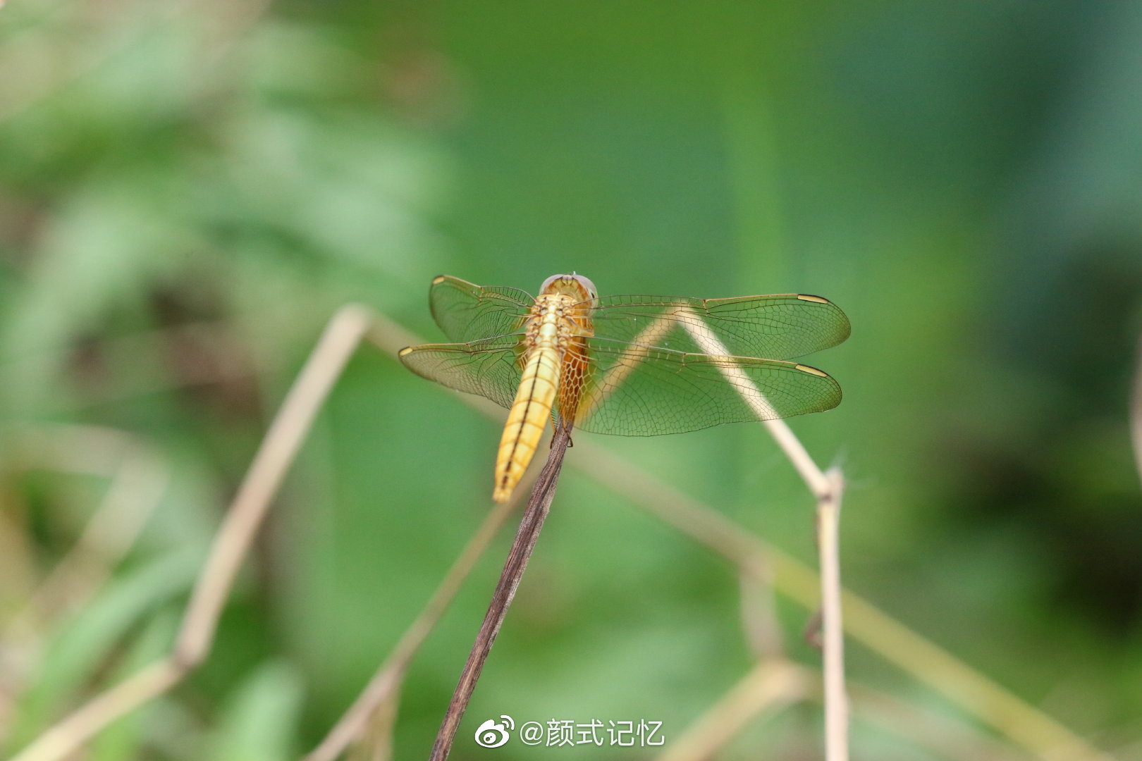 金腹巨蚊是益虫吗(金腹巨蚊是害虫还是益虫)-第1张图片