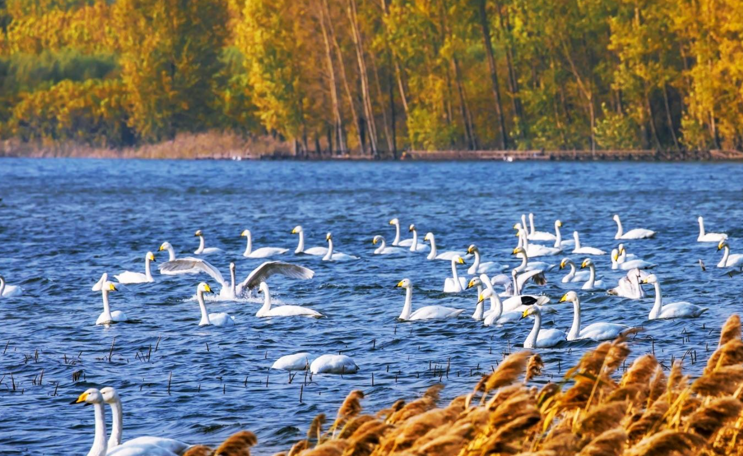 【东营旅游景点介绍,东营旅游景点大全哪里比较好玩】-第1张图片