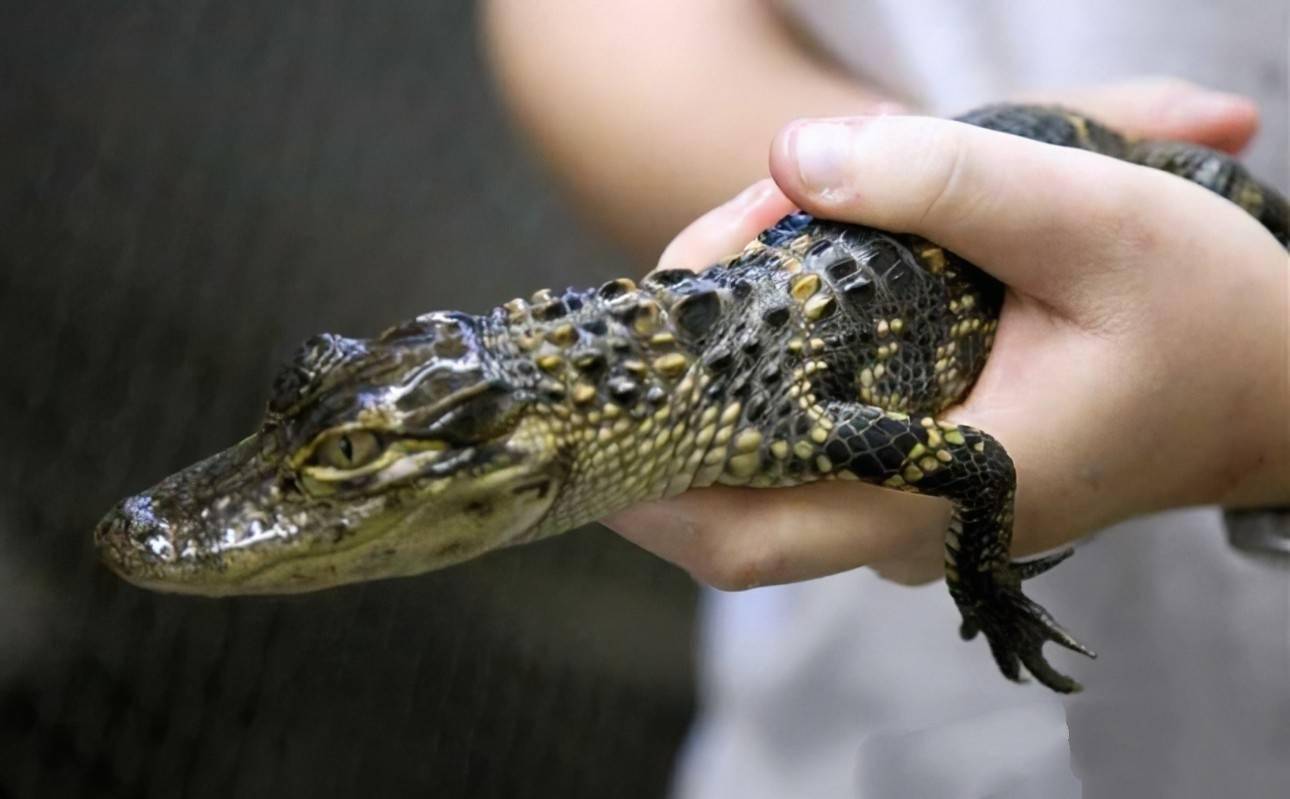 宠物鳄鱼在哪买.哪里可以买鳄鱼宠物?-第2张图片