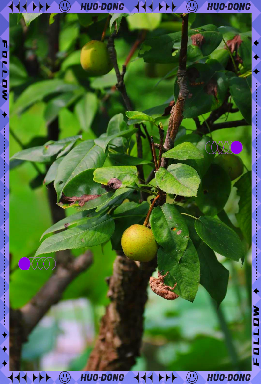 上海崇明岛二日游.上海崇明岛两日游？-第3张图片