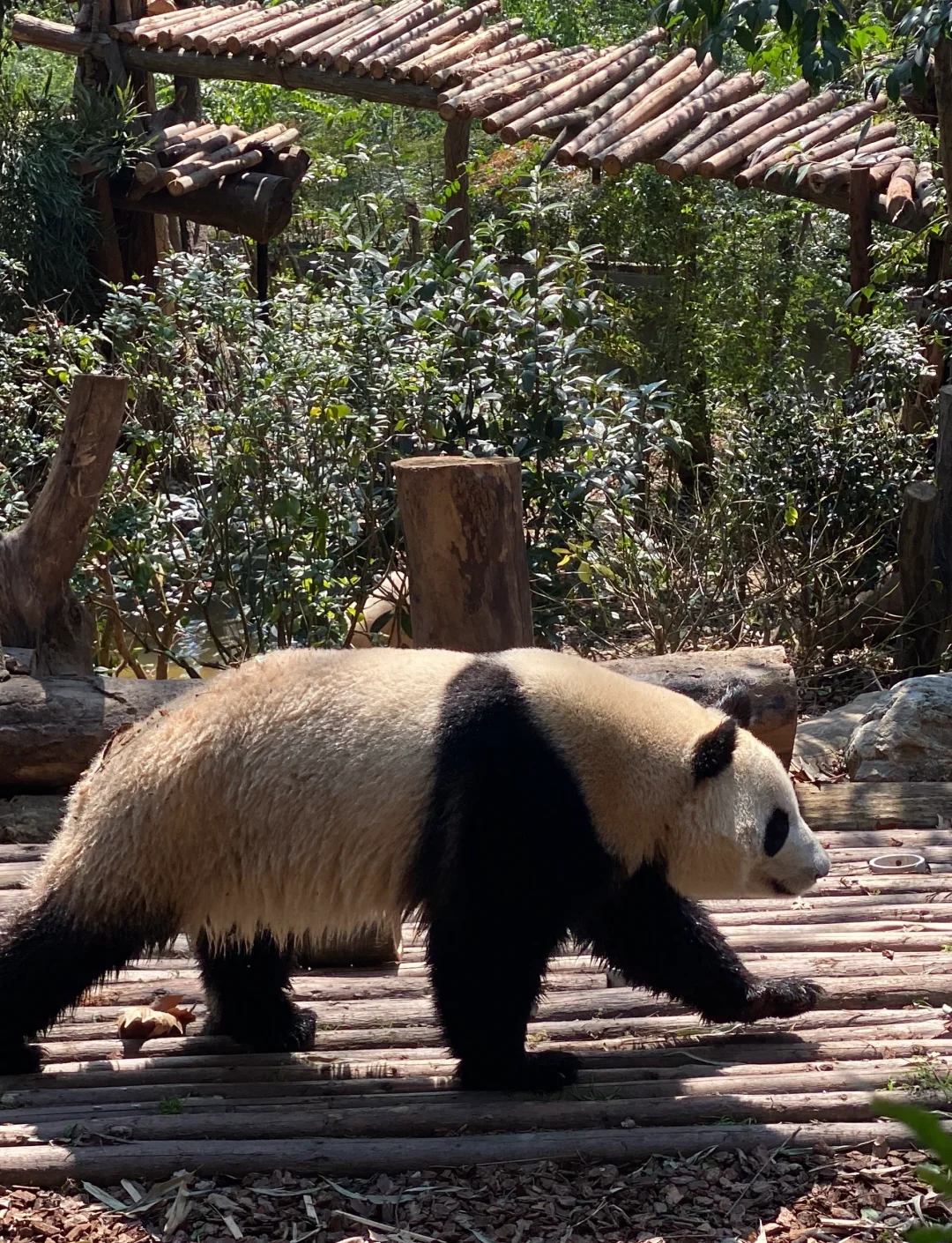 成都动物园.成都动物园和大熊猫基地哪个好玩？-第2张图片