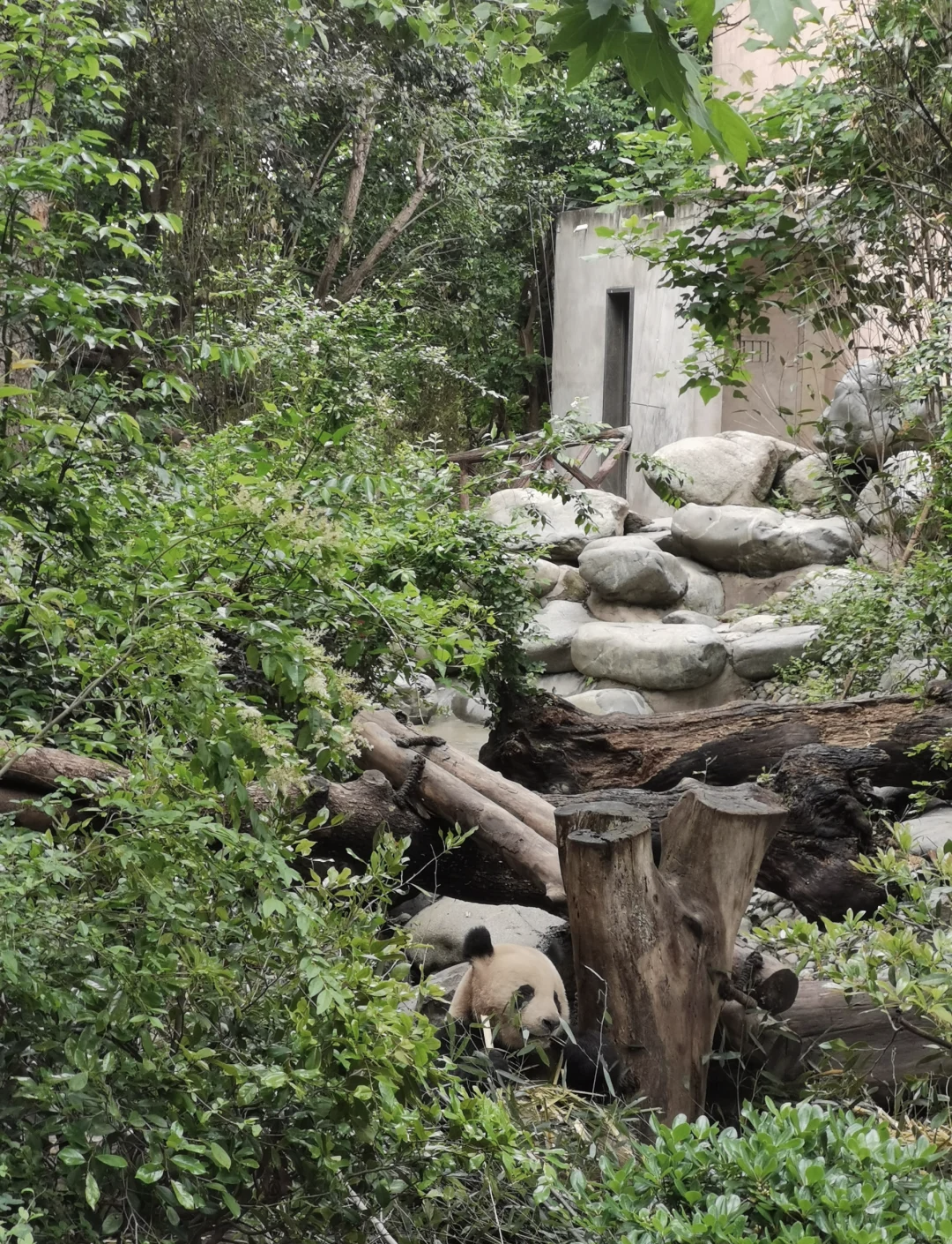 成都动物园.成都动物园和大熊猫基地哪个好玩？-第3张图片